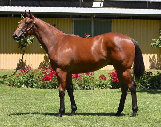 Star Witness X Modern Etiquette Colt