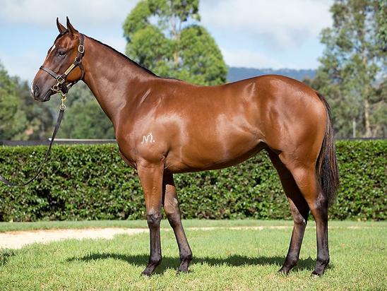 High Chaparral X Cambridge Filly