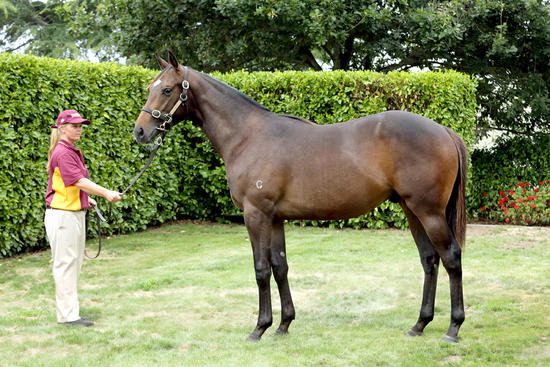 Camelot X Let