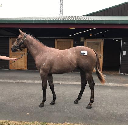 Reliable Man X My Hope Colt