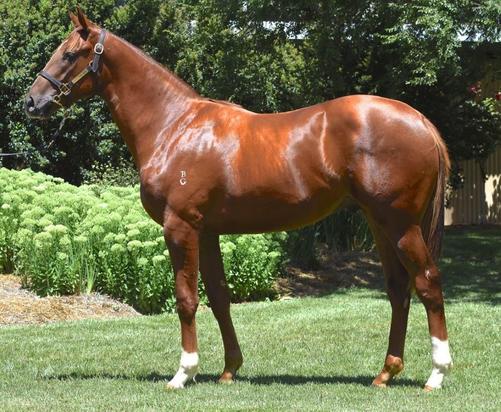 Sebring X Princess Peggy Colt