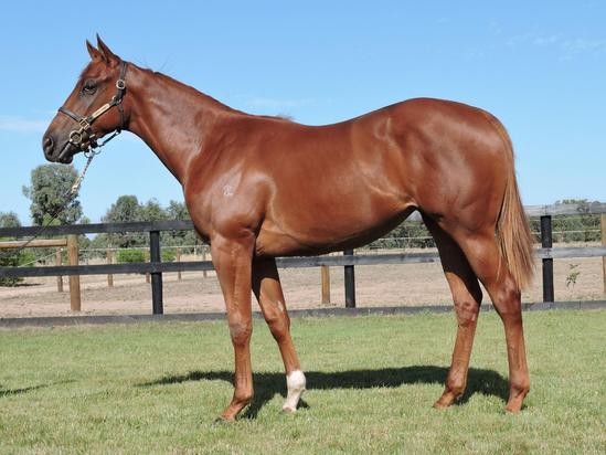 Helmet X Hierogram Filly