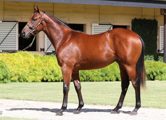 I Am Invincible X Soorena Colt