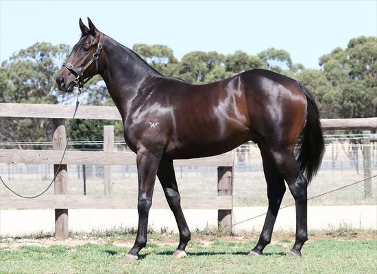Written Tycoon X I