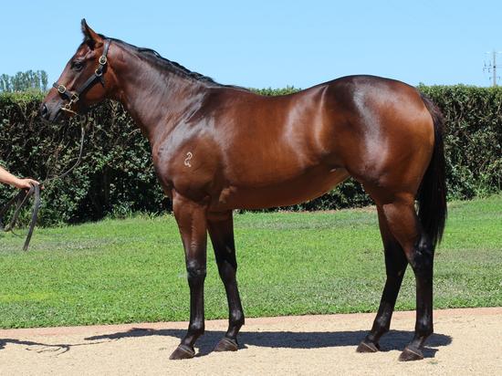 Denman X Princess Wiltons Filly
