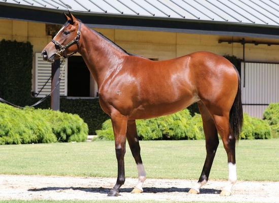 Dundeel X Miss Evasive Filly