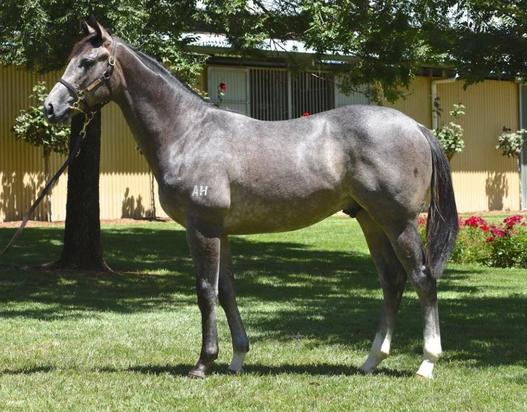 Reliable Man X Magic Belle Colt