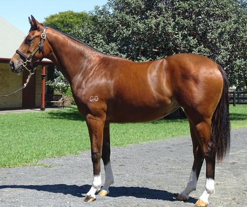 Stratum X Flamboyance Filly
