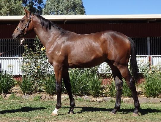 Americain X Southern Link Colt