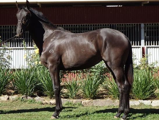 Domesday X Resetting Filly