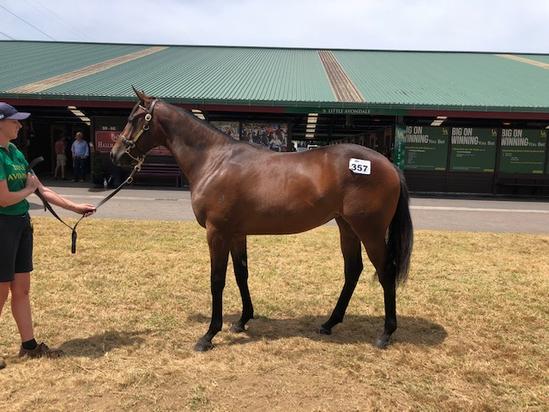 Ocean Park X Royal Excess