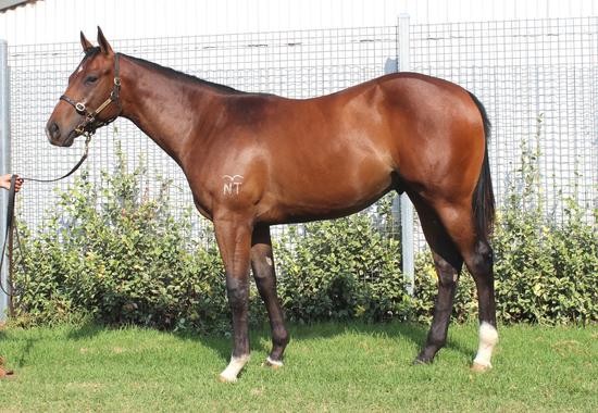 Star Witness X Sky Dazzle 17