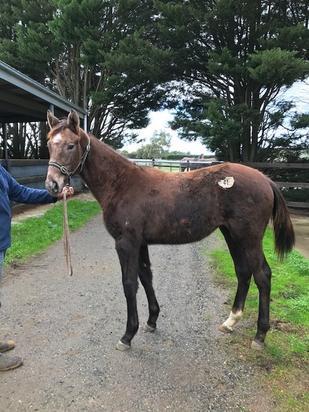 Puissance De Lune X Bernazerna