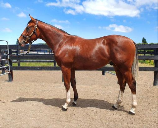 Puissance De Lune X White Dove