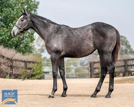 Astern X Fantastic Honour
