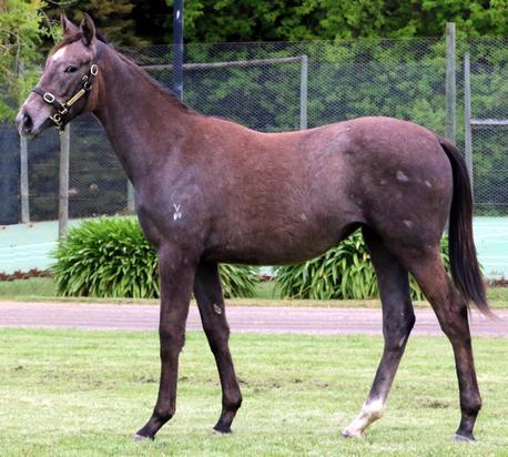 Puissance De Lune X Bernazerna