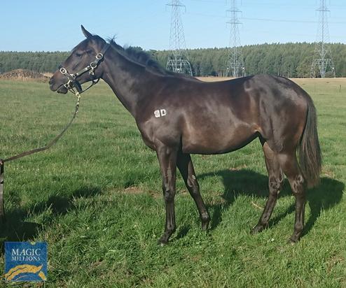 Alpine Eagle X Stacy Ann