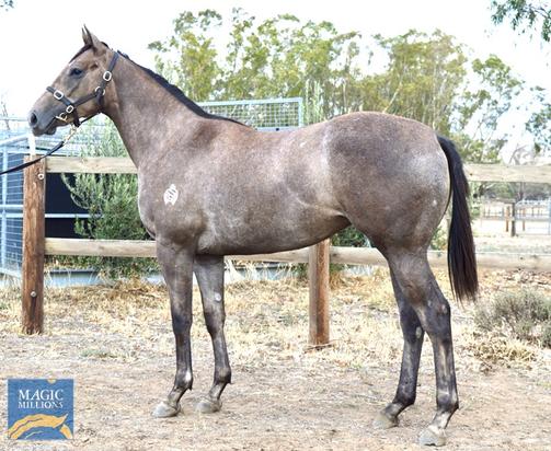 Puissance De Lune X Hughes My Daddy