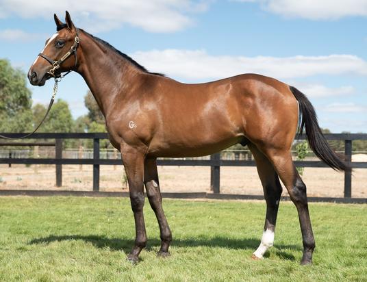 Hinchinbrook X Shamardal Gold