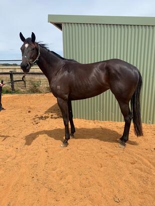 Kuroshio X Our Option