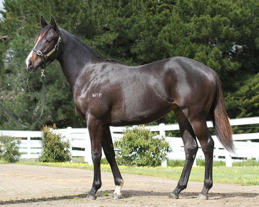 Denman x Keltara_13-10-2016_GEN_Manningtree Park__1150.JPG