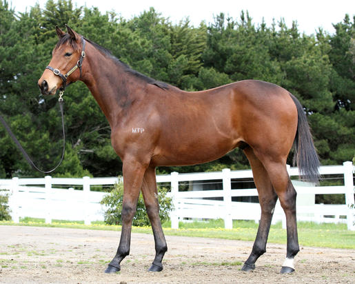 Toorak Toff x Pirouettes_13-10-2016_GEN_Manningtree Park__1670.JPG