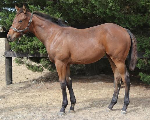 Smart Missile X Broadway Harmony