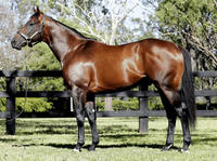 Oaks Goal for Foxwedge filly