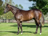 ‘Victorian Stallions Program’ launched at Easter Sale