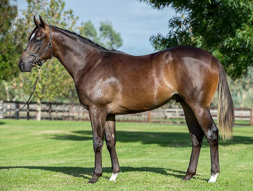LOT354 Snitzel x Slice Of Paradise yearling colt.jpg