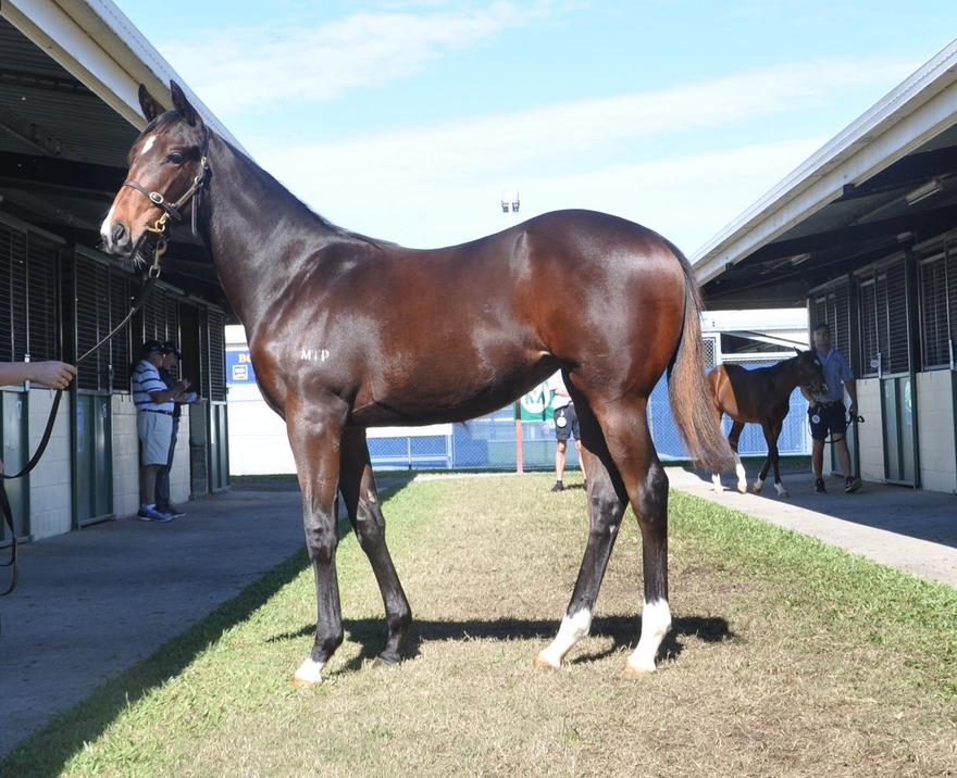 Rubick x Chase The Dame weanling May24 '17.jpg