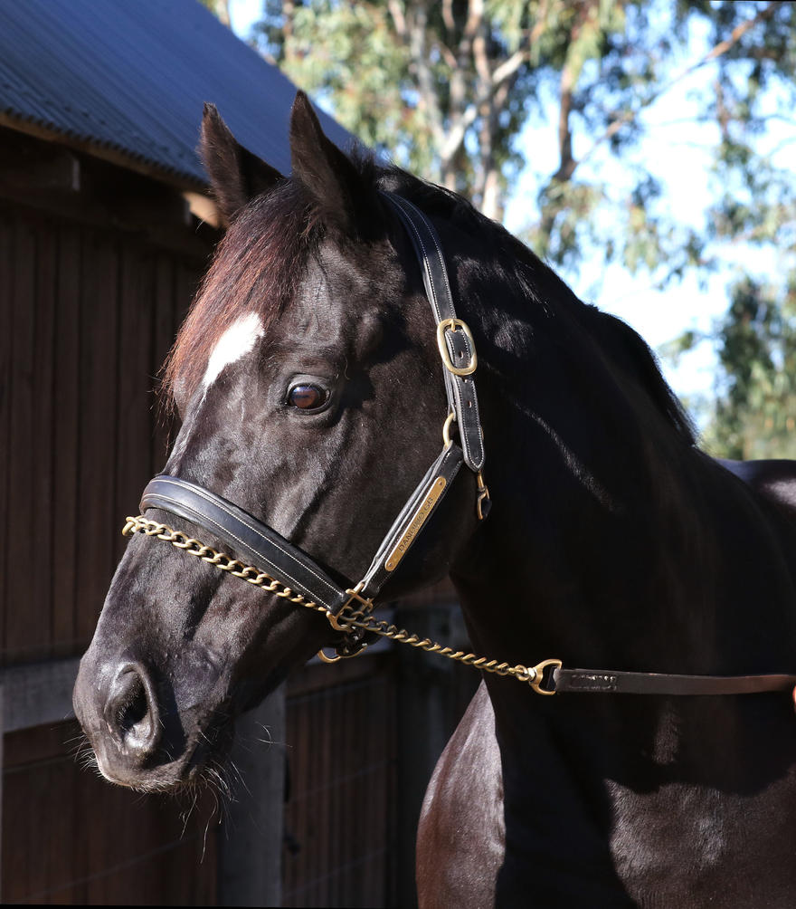 Dandino_07-06-2017_GEN_Bombora Downs__69.jpg