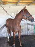 Australian Thoroughbred Bloodstock witness another She's Our Star win