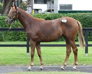 Star Witness filly showing great signs