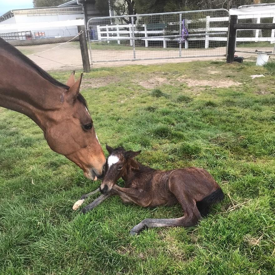 Dundeel x Sirius Miss Sep21 '17.JPG