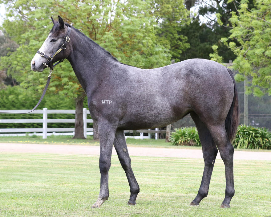 Crackerjack King x Evens_05-10-2017_GEN_Manningtree Park__598.JPG