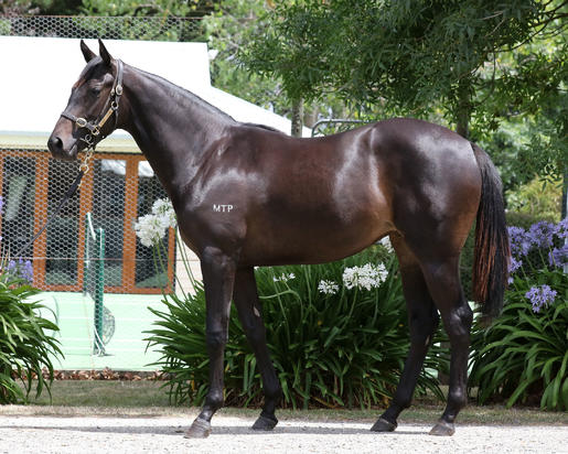 Shamus Award X Tonza Rossa