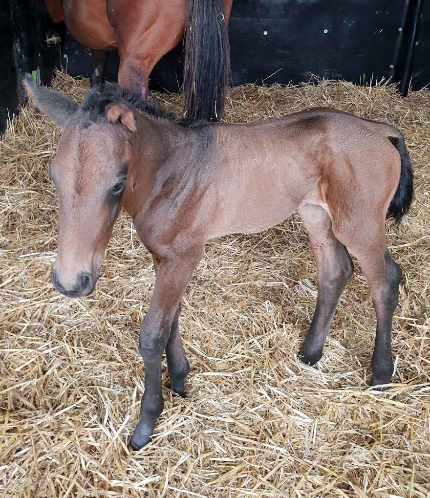 Chocolicious foal.JPG