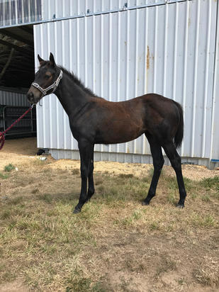 Crackerjack King X Releve