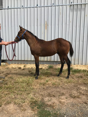 Wandjina X Broadway Harmony