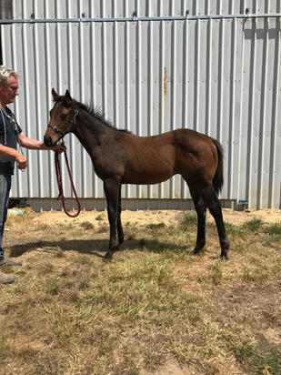 Fastnet Rock X Chocolicious