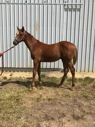 Zoustar Ex Flying Hula