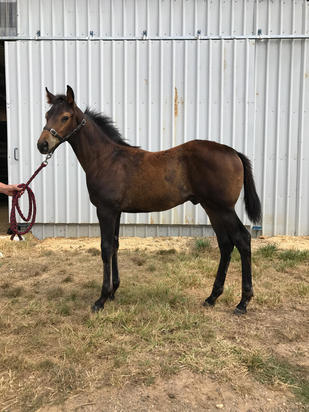 Turffontein X Rue Maple
