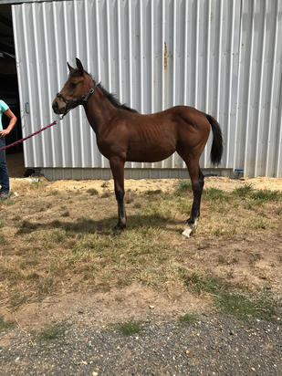 American Pharoah X High Lago