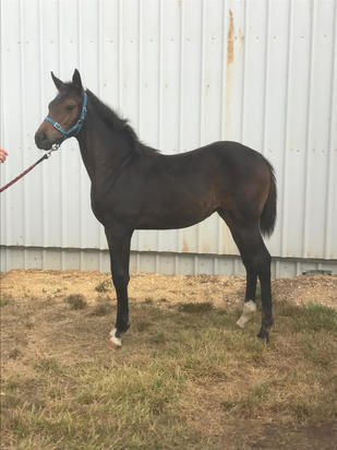 Pride Of Dubai X Chase The Dame