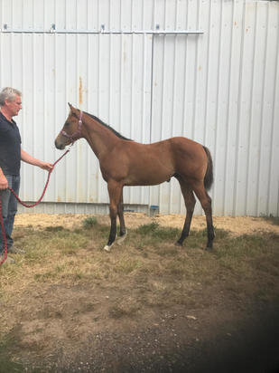 Star Turn X Loves Attention