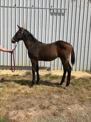 Hinchinbrook X More Bubbly