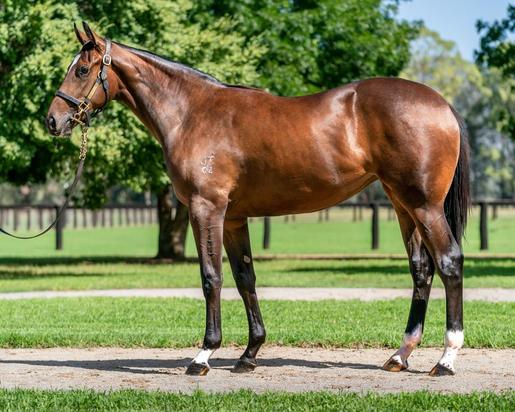 Sebring X Epona Princess