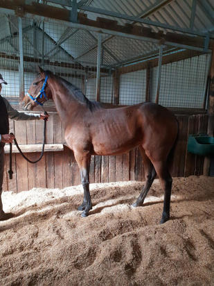 Frankel X Azardi