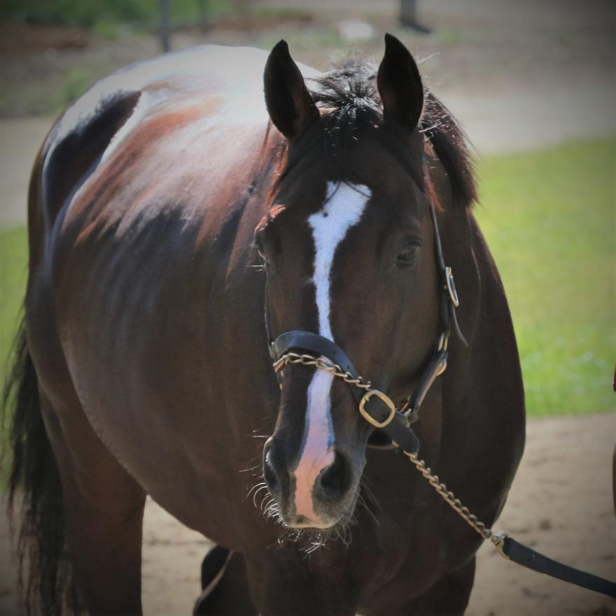 ATB Autumn stars loom large